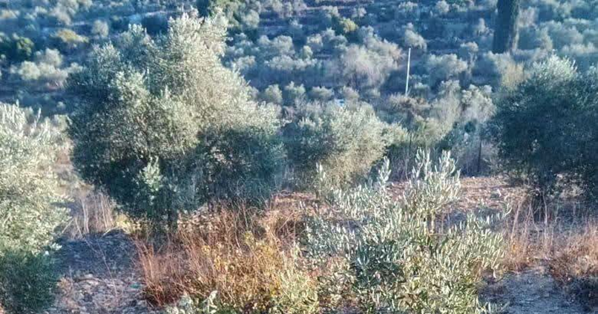 الاتحاد العربي للنقابات يدعو لحماية المزارعين والعمال الفلسطينيين